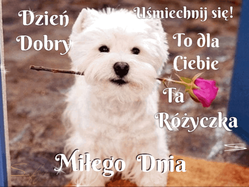 Dzień dobry uśmiechnij się dla Ciebie różyczka